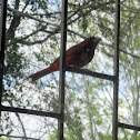 Piranga Bermeja (Macho) - Hepatic Tanager (Male)
