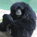 Siamang