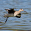 Willet