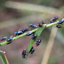 Flies