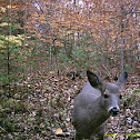 Maine whitetail deer