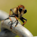 Robber Fly
