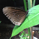 Common Crow