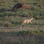 Black-backed jackal