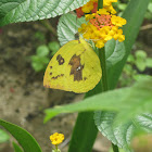 The Common Emigrant or Lemon Emigrant