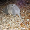 Nine-banded Armadillo