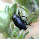 Picudo negro del agave