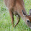 White tailed deer