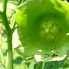 Hibiscus sp.
