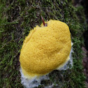 Gelbe Lohblüte