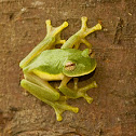 Glass Tree Frog