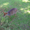 Pudu