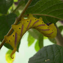 oriental eyed moth caterpilar