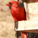 Northern Cardinal