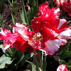 Tulip