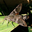 Hummingbird Hawkmoth