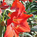 Amaryllis Lily