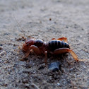 Jerusalem Cricket