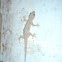 Lizard