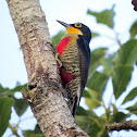 Yellow-fronted Woodpecker - female