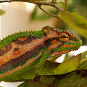 Cape Dwarf Chameleon