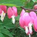 Bleeding hearts