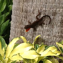 Brown anole