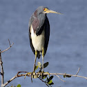Tricolored Heron