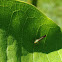 Candy-striped leafhopper