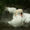 Mute Swan