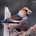 Picogordo, Hawfinch