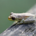 Unknown Tree Frog