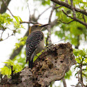 Golden-fronted Woodpecker