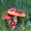 Fly Agaric