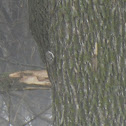 Brown Creeper