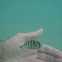small striped fish