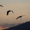 Common cranes