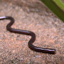 Brahminy blind snake