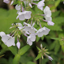 Phlox
