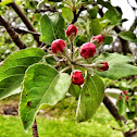 Apple Tree