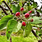 Apple Tree