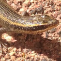 African Striped Skink
