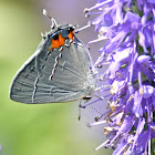 Gray hairstreak