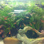 Serpae tetra