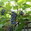 wine grape