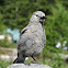 Clark's Nutcracker