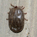 Dog's Tick