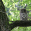 Tawny Owl