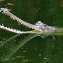 Gharial