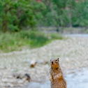 Rock squirrel